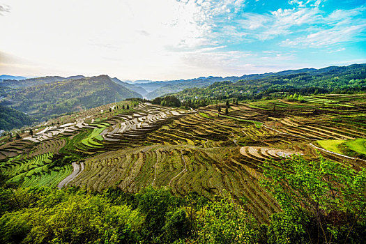 thống kê rongbachkim