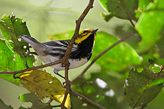 xstgiang