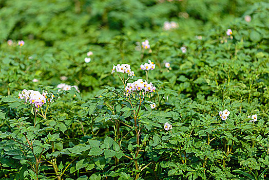 xs đà nẵng