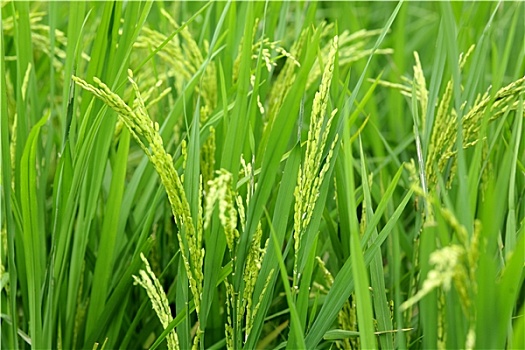 thống kê kết quả vietlott